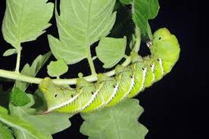 uploads/images/pest/tomato leaf eating caterpillar.jpg